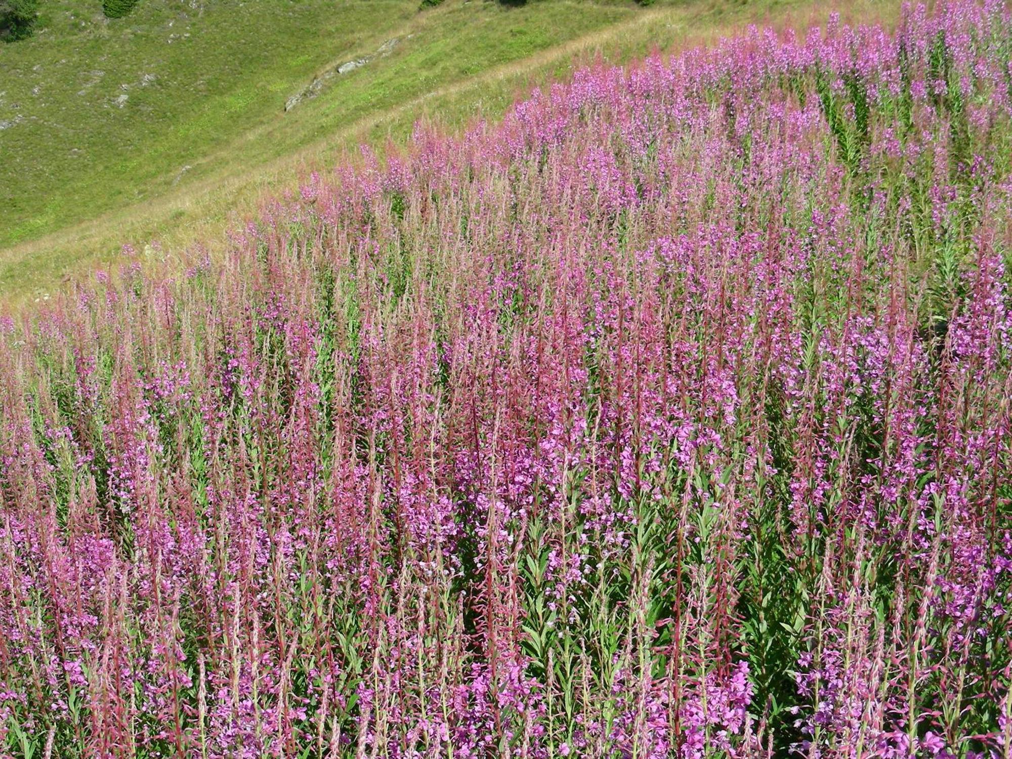 Villetta Val Di Sole Commezzadura Extérieur photo